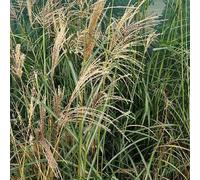 6 x eulalie - miscanthus sinensis 'flamingo' - godet 9x9 cm