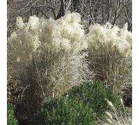 6 x eulalie - miscanthus sinensis 'graziella' - godet 9x9 cm