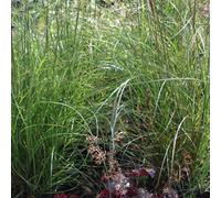 6 x eulalie - miscanthus sinensis 'kleine silberspinne' - godet 9x9 cm