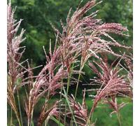 6 x eulalie - miscanthus sinensis 'malepartus' - godet 9x9 cm