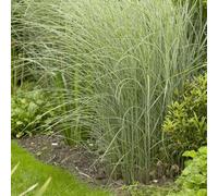 6 x eulalie - miscanthus sinensis 'morning light' - godet 9x9 cm