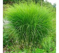 6 x Eulalie, Roseau de Chine 'Gracillimus' - Miscanthus sinensis 'Gracillimus' - Godet de 9cm