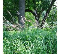 6 x eulalie, roseau de chine - miscanthus sacchariflorus - godet 9x9 cm