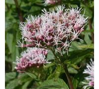 6 x eupatoire chanvrine - eupatorium cannabinum - godet 9x9 cm