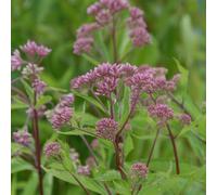 6 x eupatoire maculée 'purple bush' - eupatorium maculatum 'purple blush' -