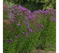 6 x faux aster Mammuth - Vernonia crinita 'Mammuth' - pot 9cm x 9cm