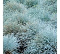 6 x fétuque bleue - festuca glauca 'elijah blue' - godet 9x9 cm