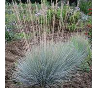 6 x fétuque bleue - festuca glauca - godet 9x9 cm