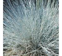 6 x fétuque bleue - festuca glauca 'uchte' - godet 9x9 cm