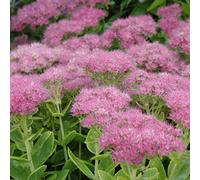 6 x Feuille de graisse Carmen - Sedum spectabile 'Carmen' - pot 9cm x 9cm