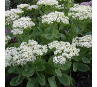6 x Feuille de graisse Stardust - Sedum spectabile 'Stardust' - pot 9cm x 9cm