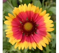 6 x Fleur de coco 'Kobold' - Gaillardia 'Kobold' - pot 9cm x 9cm