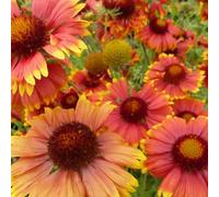 6 x Fleur de coco Tokayer - Gaillardia 'Tokayer' - pot 9cm x 9cm