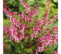 6 x Fleur de coeur haute - Dicentra spectabilis - pot 9cm x 9cm