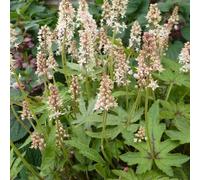 6 x Fleur de mousse à plusieurs pétales - Tiarella 'Skeleton Key' - pot 9cm x 9cm