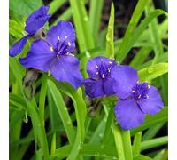6 x Fleur de trois maîtres - Tradescantia 'Sweet Kate' - pot 9cm x 9cm