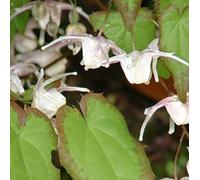 6 x fleur des elfes à grandes fleurs - epimedium grandiflorum - godet 9x9 cm