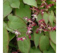 6 x Fleur des elfes - Epimedium Rubrum - Godet 9x9cm - Fleurs rouges, feuillage persistant, bordures