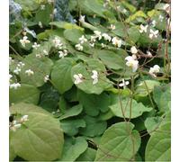 6 x fleur des elfes pubigerum - epimedium pubigerum - godet 9x9 cm