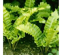 6 x fougère scolopendre langue - asplenium scolopendrium 'undulatum' - godet
