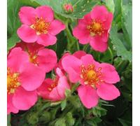6 x Fraise décorative Pink Panda - Fragaria 'Pink Panda' - pot 9cm x 9cm