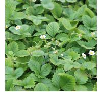 6 x fraisier des bois - fragaria vesca 'alexandria' - godet 9x9 cm