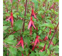 6 x fuchsia de magellan - fuchsia 'riccartonii' - godet 9x9 cm