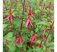 6 x Fuchsia de Magellan 'Riccartonii' - Fuchsia 'Riccartonii' - Godet 9x9cm - Fleurs rouges et violettes, pendantes, bordures