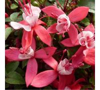 6 x fuchsia 'madame cornelissen' - godet 9x9 cm