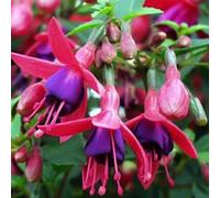 6 x fuchsia 'tom thumb' - godet 9x9 cm