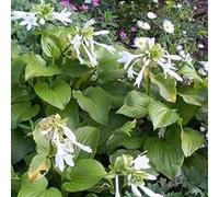 6 x Funkia à l'odeur de lis - Hosta plantaginea 'Grandiflora' - pot 9cm x 9cm