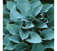 6 x Funkia Halcyon - Hosta 'Halcyon' - pot 9cm x 9cm