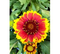 6 x Gaillardia aristata 'Arizona Sun' - Fleur de coco - pot 9x9 cm