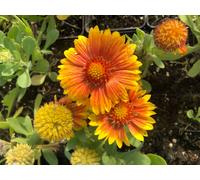 6 x Gaillardia 'Arizona Apricot' - Fleur de coco - pot 9x9 cm