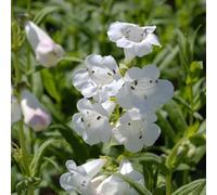 6 x galane - penstemon 'white bedder' - godet 9x9 cm