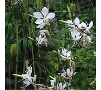 6 x Gaura lindheimeri - Gaura Lindheimeri - Godet 9x9cm - Fleurs roses, légères, ensoleillé