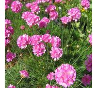 6 x Gazon d'Espagne, Armérie maritime 'Splendens Perfecta' - Armeria Maritima, Godet 9x9 cm - Touffes Roses Vives
