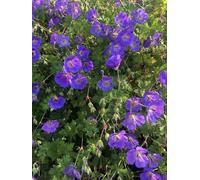 6 x Geranium 'Rozanne' - Fleur de cigogne pot de 9x9 cm