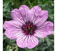 6 x géranium vivace à feuilles cendrées - geranium cinereum 'laurence flatman'