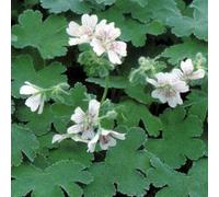 6 x géranium vivace à feuilles de crêpe - geranium renardii - godet 9x9 cm