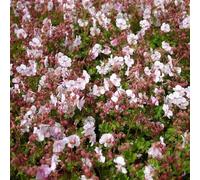 6 x Géranium vivace 'Biokovo' - Geranium Cantabrigiense 'Biokovo' - Godet 9x9cm - Fleurs blanches, feuillage aromatique, bordures