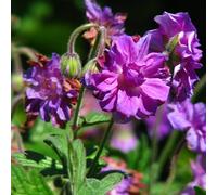 6 x géranium vivace de l'himalaya - geranium himalayense 'plenum' - godet 9x9