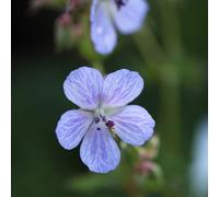 6 x géranium vivace des près - geranium pratense 'mrs kendall clark' - godet