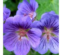 6 x géranium vivace - geranium 'blue blood' - godet 9x9 cm