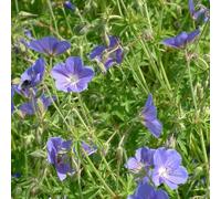 6 x géranium vivace - geranium 'brookside' - godet 9x9 cm
