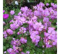 6 x géranium vivace - geranium cantabrigiense 'cambridge' - godet 9x9 cm