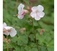 6 x géranium vivace - geranium cantabrigiense 'saint ola' - godet 9x9 cm