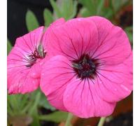 6 x géranium vivace - geranium cinereum 'splendens' - godet 9x9 cm
