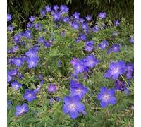 6 x Géranium vivace 'Johnson's Blue' - Geranium 'Johnson'S Blue' - Godet 9x9cm - Bleu clair, attrayant pollinisateurs, bordures