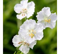 6 x géranium vivace livide - geranium phaeum 'album' - godet 9x9 cm